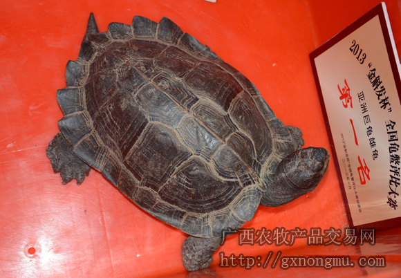 获第一名的亚洲巨龟
