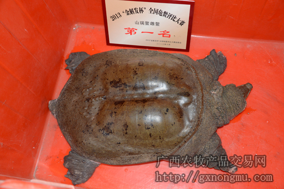 获第一名的山瑞鳖雄鳖