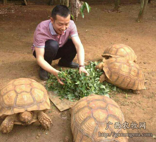 广西龟业为什么能让养龟人开豪车,住豪房?