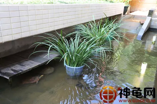 广东各地会长们的龟池构造