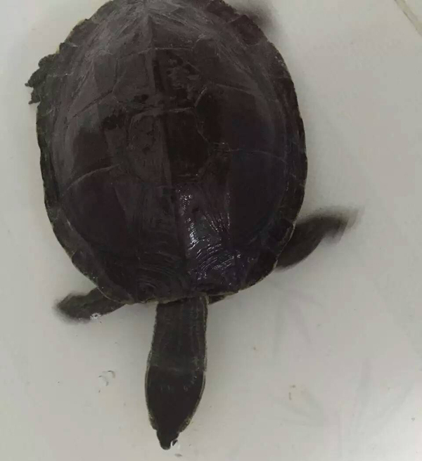 供应黑颈龟 - 广西农牧龟鳖网—广西农牧网核心网站